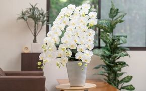 光触媒胡蝶蘭「響(ひびき)」白黄 N-103