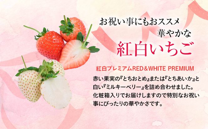 【先行予約】いちご つる付き紅白 プレミアム苺 2パック ※2026年12月～発送