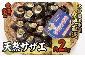  天然 サザエ (約2kg) 直送 産直 漁師 貝 魚介 さざえ 栄螺 獲れたて 刺身 塩焼き バター焼き バーベキュー 酒蒸し 冷蔵 豊後水道 鮮魚 大分県 佐伯市【CS27】【 (有)丸昌水産】