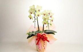 胡蝶蘭 黄色 ２本立１６輪以上 アイビー入り H042-014