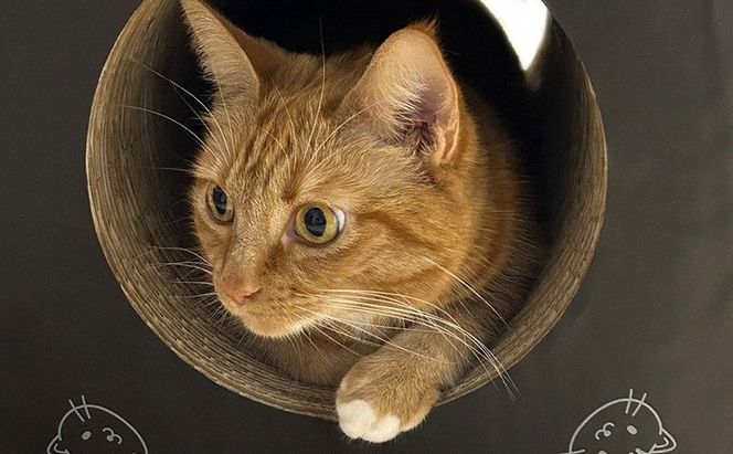 ねこトンネル ～ Cat Tonneru House ～ 段ボール 猫 ネコ
