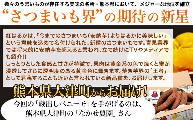 芋 熊本 県 大津 町産 なかせ 農園の蔵出しベニーモ 選べる 約 1.5kg (大中小サイズ不揃い)《1-5営業日以内に出荷予定(土日祝除く)》 さつま いも さつま芋 芋 紅 はるか スイート ポテト 干し芋にも 特産品 SDGs 中瀬農園---fn_nksimo_s_24_4000_1500g---