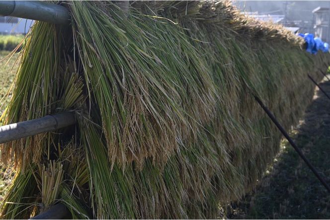 令和7年産　日本晴（玄米）2kg 米 玄米 2kg ふるさと納税 京都 丹後 数量限定　YF00011