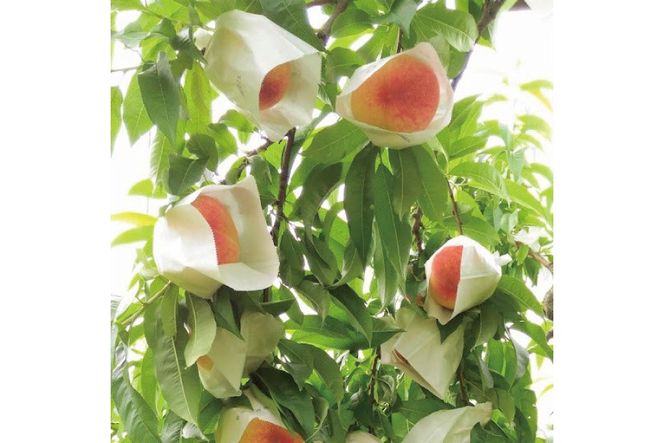 2026年産 先行予約 桃 【糖度保証付】古跡農園の桃3玉（糖度15度以上）[もも フルーツ 果物 ] モモ 果肉 