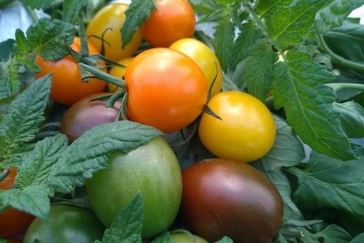 丸福農園の5色カラフルミニトマト ｜ 野菜 トマト ミニトマト 濃厚 贈り物 新鮮 ビタミン ※離島への配送不可