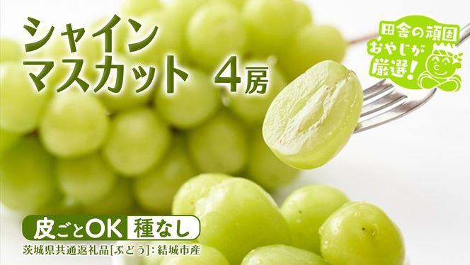 【2026年7月より発送開始】シャインマスカット 4房  （茨城県共通返礼品 [ぶどう]：結城市産） 田舎の頑固おやじが厳選！ マスカット 種なし ギフト 高糖度 大粒 甘い 美味しい フルーツ [BI292-NT]