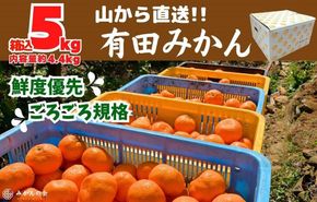 みかん 山から直送 箱込 5kg ( 内容量約 4.4kg ) 鮮度優先ごろごろ規格 和歌山県産 産地直送 家庭用【みかんの会】AX215