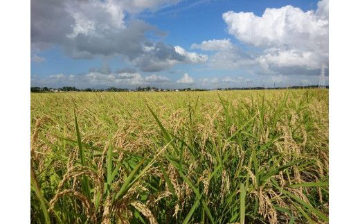 令和5年茨城県産コシヒカリ5kg【玄米】