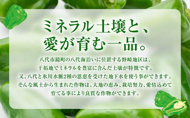 【先行予約】産地直送 とんがりジャンボピーマン 2kg 野菜 やさい 野菜炒め サラダ 夏野菜 新鮮 旬 無限ピーマン おつまみ BBQ バーベキュー 肉詰め 熊本県 八代市【2026年3月中旬より順次発送】