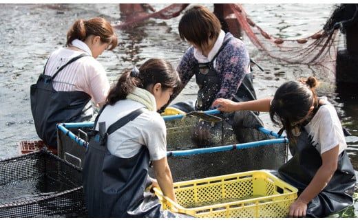 【先行予約】2026年7月上旬より発送開始　若鮎(生鮎)1㎏【冷蔵】 N070-YA3369_1