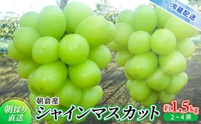 シャインマスカット 約1.5kg 旬菜板屋 配送不可 離島 果物類 ぶどう フルーツ 
