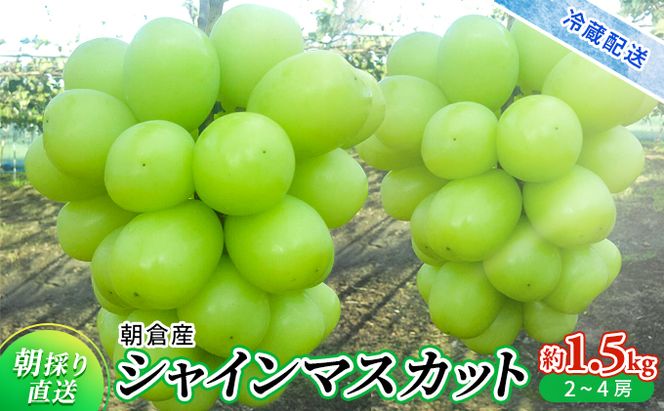 シャインマスカット 約1.5kg 旬菜板屋 配送不可 離島 果物類 ぶどう フルーツ 