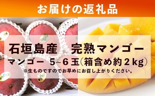 【先行予約】《2026年7月以降より順次発送》石垣島産 マンゴー (アーウィン種) 5～6玉(箱含め約2kg)《樹齢30年の木で育ったマンゴー》｜産地直送 沖縄 石垣島 マンゴー アーウィン マンゴー フルーツ TP-2