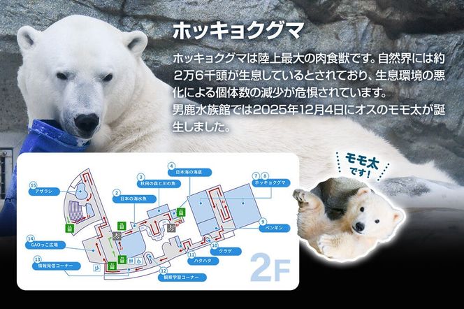 男鹿水族館GAOペア入館券 2名分 秋田県 ガオ 日本海 ペア 利用券 入場券 [水族館 秋田 男鹿 男鹿半島 男鹿温泉 シロクマ しろくま 白くま 豪太 モモ太 ガオ]|23_ogs-010201