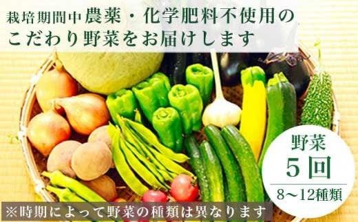 ［年8回定期便］ 農薬・化学肥料を使わずに栽培した野菜と減農薬栽培した果物 年8回定期便 OBUSE Meguru 野菜&フルーツセット シーズンコース［おぶせファーマーズ］おまかせ 野菜 やさい 詰め合わせ 8～12種類 果物 フルーツ 3種類 長野 信州 数量限定 産地直送 令和7年産 【2025年5～6月より順次発送予定】 [FY-4]