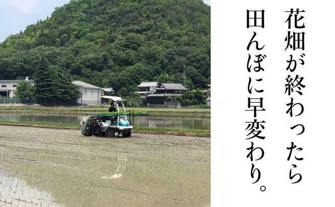 瀬戸内市のおいしい お米 「ひのひかり」 10kg（5kg×2袋）岡山県 瀬戸内市産 石黒農園 ご飯 銘柄米 炭水化物 白米 ライス 主食 和食 おにぎり お弁当 産地直送 