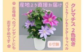 【先行予約】【長谷川園芸】クレマチス６寸２色咲き〔パストラーレ×ドクターラッペル〕１鉢 【母の日 ギフト プレゼント 贈答 花のある生活】(AT215)