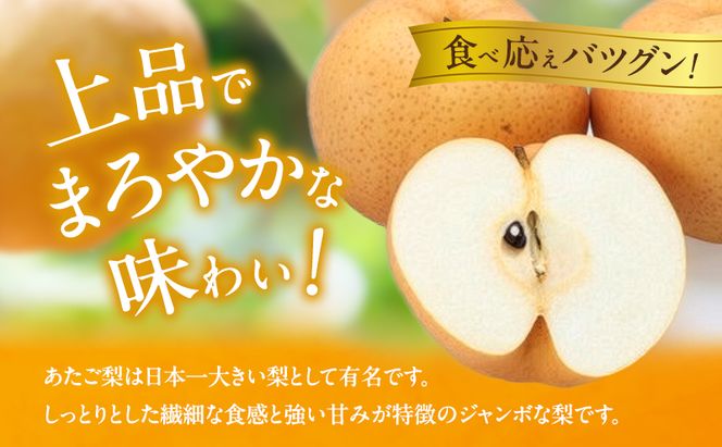 梨 2026年 先行予約 あたご梨  2玉 (1玉 約950g) 化粧箱【11月下旬～12月中旬頃発送】 ナシ なし 岡山県産 国産 フルーツ 果物 ギフト 石原果樹園