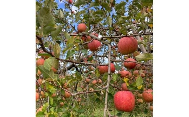 【射水のおいしい果実】【林檎】くろだ農園の池多りんご 5kg大玉（14～16個／箱） ※離島・沖縄県への配送不可 ※2025年11月下旬～2026年1月中旬頃に順次発送予定