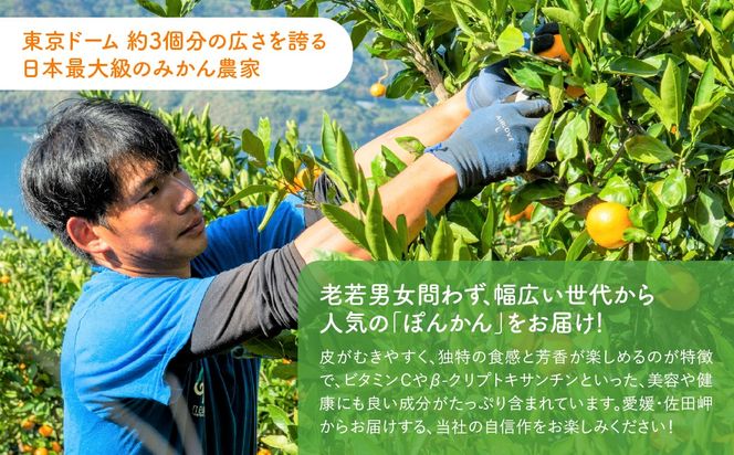 【先行予約】産地直送！愛媛県産ぽんかん 5kg（2027年1月上旬より順次発送） IKTF016