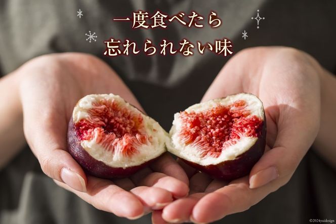 【期間限定発送】 いちじく 生 完熟 約1.2kg (300g×4パック) [モアショップヤマモト 石川県 宝達志水町 38600615] 果物 くだもの フルーツ イチジク 無花果 期間限定 朝採れ