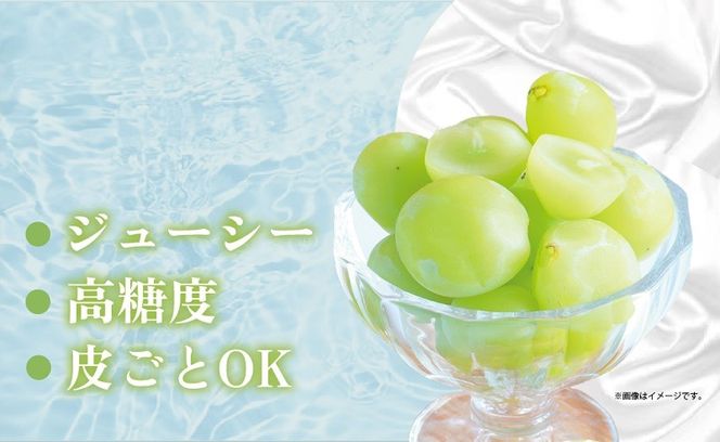 2025年/令和7年発送分】ご家庭用 シャインマスカット 約1.5