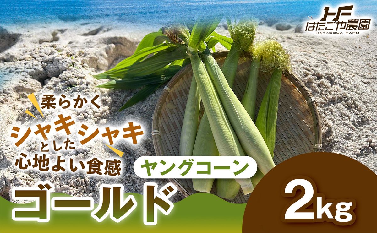 [食卓を彩る希少な季節野菜]潮風ベイビー 2kg ヤングコーン ゴールド ベビーコーン グリル 付け合わせ野菜 BBQ 焼き野菜 和歌山県 白浜町 304018_ET10