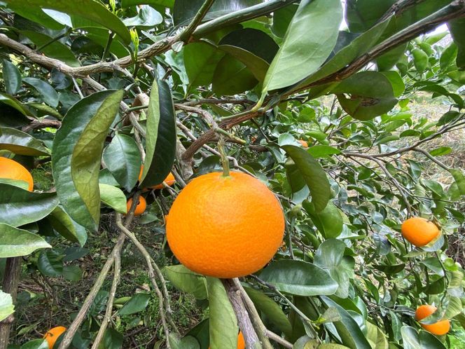 2箱セット ちょっと 傷あり 木成完熟 紅はっさく 2L ～ M ( 4玉 ～ 6玉 ) 手さげ箱 【2026年4月上旬～発送】 BS791