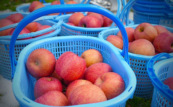 りんご 【1月・2月発送】 糖度13度以上 訳あり品 家庭用 サンふじ 約 10kg 【 青森りんご  果物 フルーツ デザート 食後 青森県産 産地直送  】