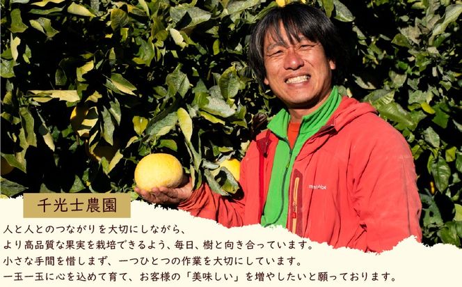 【先行予約】千光時農園の土佐文旦 2玉 3L サイズ 2026年2月より順次発送 家庭用 贈答用 ぶんたん ブンタン 柑橘 みかん フルーツ 果物 お取り寄せ 安芸 高知