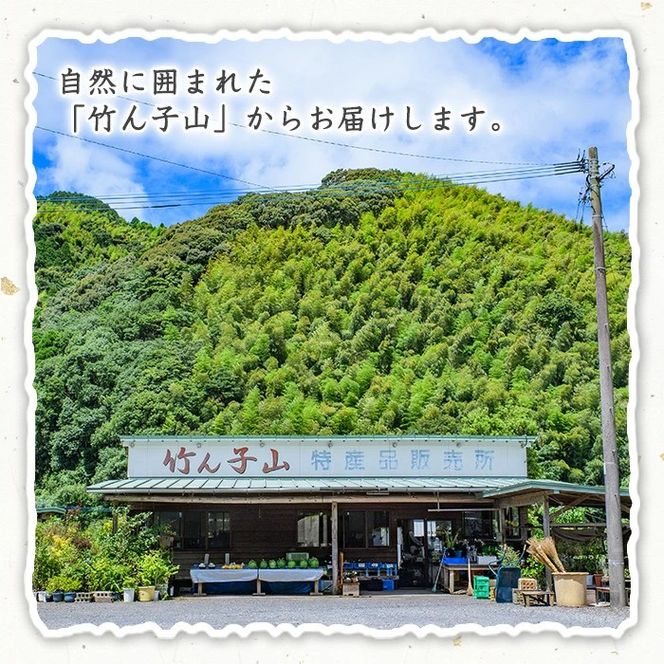 ＜先行予約受付中！2027年1月上旬以降順次発送予定＞竹ん子山のボンタン(約3kg) 国産 鹿児島県産 阿久根産 柑橘 果物 フルーツ ぼんたん 文旦 果実 期間限定 【竹ん子山】akn097-11