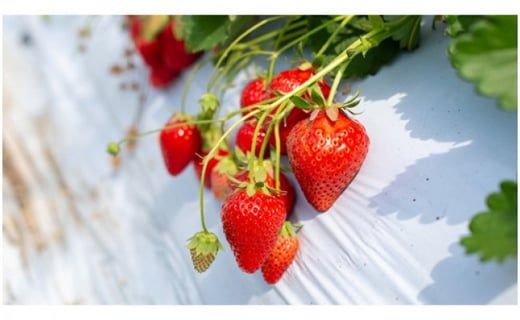 【 茨城いちごグランプリ 受賞 農園 】 完熟 いちご 4品種 食べ比べ セット イチゴ 苺 フルーツ 果物 果実 いばらキッス ひたち姫 とちおとめ やよいひめ よつぼし すず はるひ かおり野 ほしうらら [DY001ci]