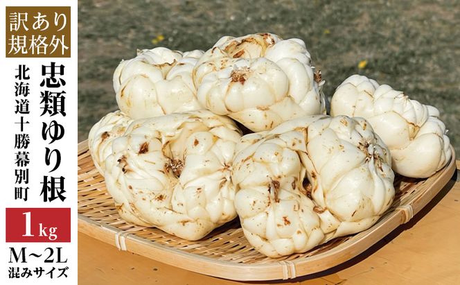 【規格外】十勝幕別 忠類ゆり根 1kg（M～2L）6～10玉［JA忠類］9月～3月発送限定【 北海道 幕別町 忠類 十勝 高級食材 お正月 料理 訳あり 】 野菜 ゆりね 北海道産 ワケあり