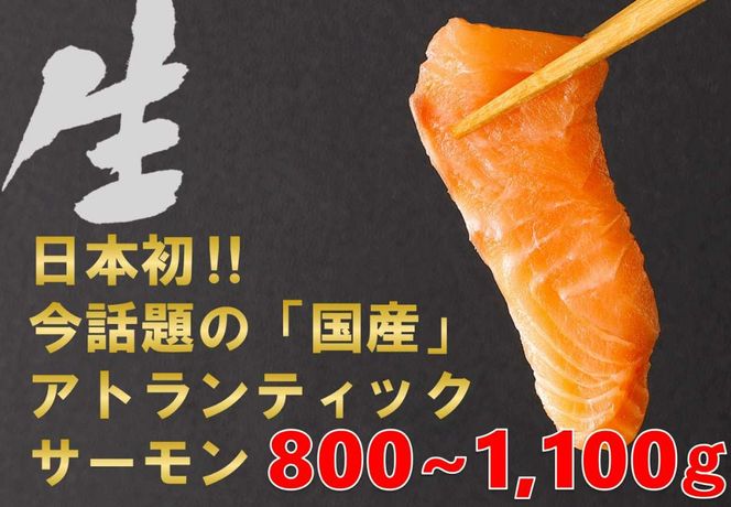 E23【1月31日(金)発送】日本初！今話題の国産アトランティックサーモン「FUJI ATLANTIC SALMON」【生】800～1,100ｇ