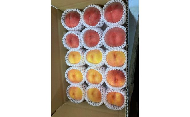 【2026年8月発送】品種おまかせ（白鳳、あかつき、なつっこなど）秀品 約3kg 6～11玉 桃 もも 果物 信州 長野