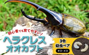 【先行予約】ヘラクレスオオカブト3令幼虫ペア ※育て方の説明書付き※配送不可地域あり【2026年6月から順次発送】 304018_CW003