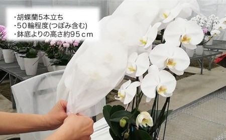 胡蝶蘭 大輪 白 ( 5本立 ) ( お祝い / 開店祝い / 就任祝い )《糸島》【はざま園芸】[AND002] 胡蝶蘭 お祝い ギフト 贈答 洋蘭 開店祝い 新店 祝い 白 5本