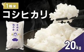 令和7年産 コシヒカリ 20kg（一等米・神谷農園） 米 お米 こしひかり 若狭町
