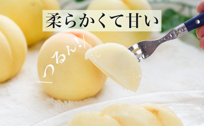 桃 2026年 先行予約 岡山 の 白桃 6玉（合計1.6kg以上）化粧箱入り もも モモ 岡山県産 国産 フルーツ 果物 ギフト 