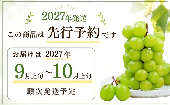 【2027年　先行予約】山梨県産　シャインマスカット1房（500g以上） GA004