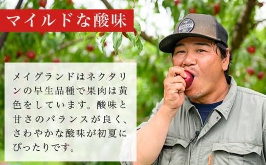 メイグランド 約2.6kg ［おぶせファーマーズ］ 果物 フルーツ ネクタリン 長野県産 信州産 令和7年産 【2025年7月中旬～8月上旬発送】［F-13］