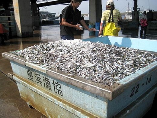 真いわし甘露煮 佃煮 150g (4～7尾)×5P ｜ 豊浜産イワシ つくだ煮街道 ふるさと納税 佃煮 イワシ いわし 鰯 マイワシ 鰯 いわし 人気 おすすめ 愛知県 美浜町 ※北海道・沖縄・離島への配送不可