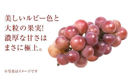 ゴルビー 5kg (7～9房)【2026年9月上旬発送開始】(茨城県共通返礼品：大子町) ぶどう ブドウ 葡萄 果物 フルーツ 果実 