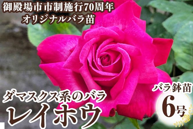バラ鉢苗「レイホウ」 | 薔薇 鉢 苗 苗木 ※2026年4月頃より順次発送予定 ※離島への配送不可
