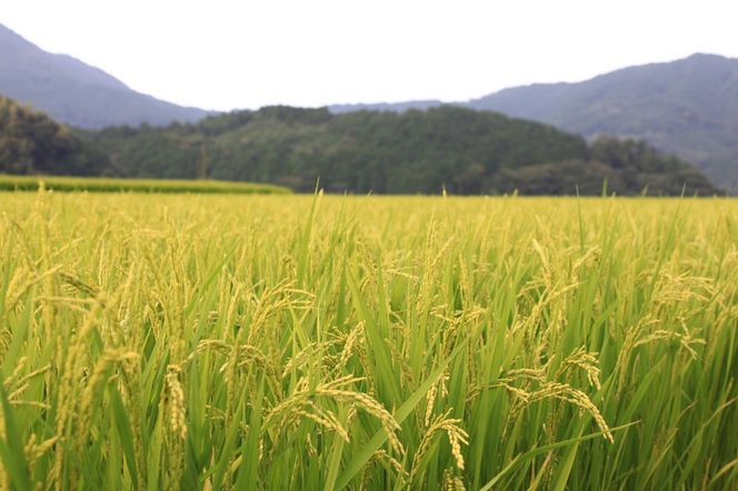 1098.【定期便全6回】【令和7年産新米】【食味鑑定士厳選】 鳥取県産 コシヒカリ15kg (5kg×3袋) 合計 90kg 313726_CE013