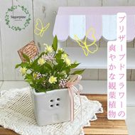 プリザーブドフラワー　ファム　ピンク　春日部市　シュガーパイン(AJ255)