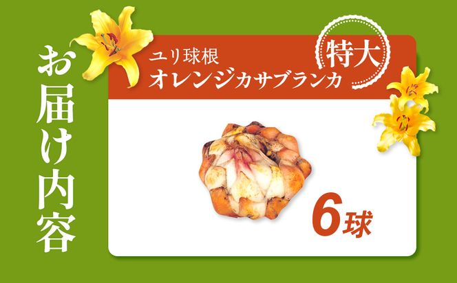 【期間限定】ユリ球根 特大球オレンジカサブランカ 6球 橙花品種 花 フラワー 園芸 ガーデニング 植物 高品質 送料無料