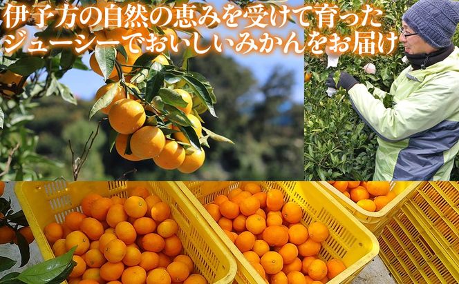 【先行予約】【家庭用】伊予柑 3kg ※北海道・沖縄・離島への配送不可 （2027年1月16日より順次発送予定） IKTAT004 
