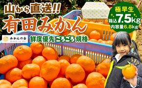 みかん 極早生 山から直送 箱込 7.5kg (内容量約 6.8kg) 採れたてそのままごろごろ規格 有田みかん 和歌山県産 【みかんの会】［2026年10月上旬頃より順次発送予定］　AX189