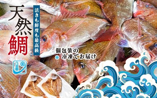 特大天然鯛ひものセット　汐干し　しお干し　塩干し　味醂干し　みりん干し　鯛　たい　ひもの　干物　干物セット　自家製　国産　新鮮　美浜町　愛知県 　冷凍　※北海道・沖縄・離島への配送不可